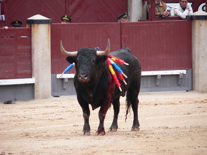 bull fighting